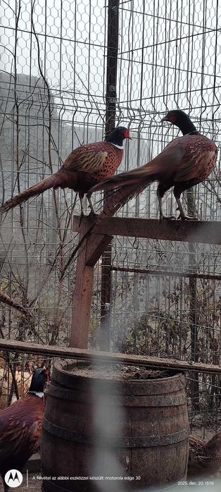 Vând cocoși fazani comun