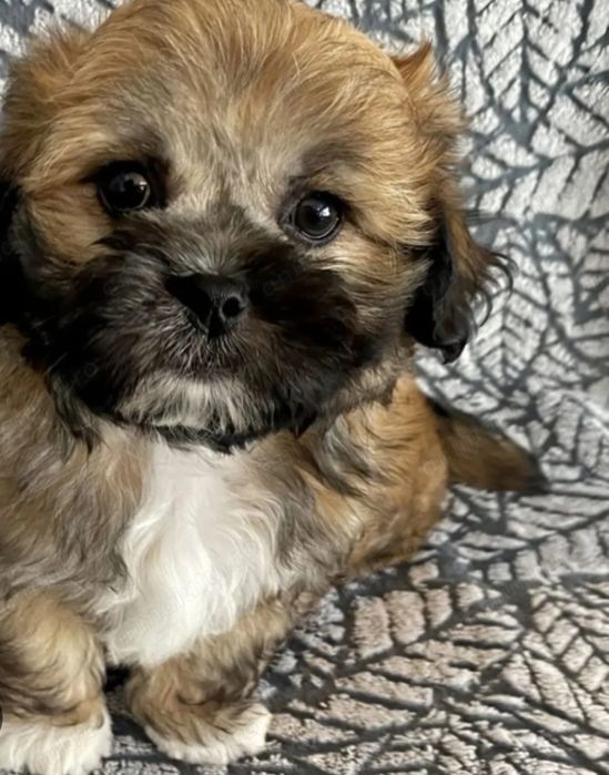 Bichon havanez băiețel