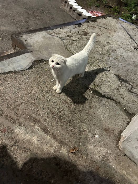 отдается в добрые руки вислоухая кошка