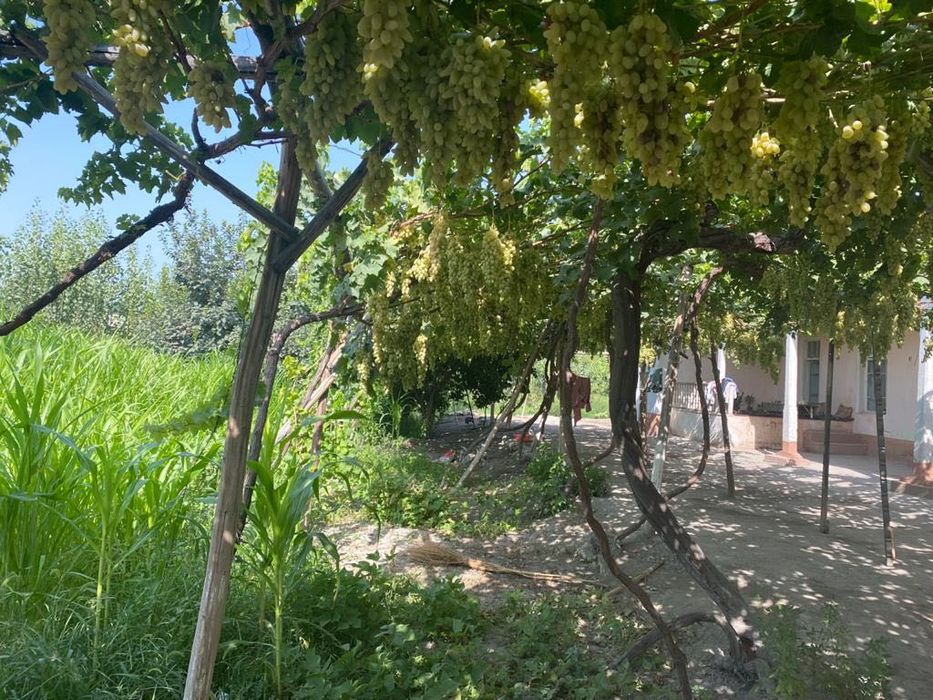 ZUDLIK BILAN yer sotiladi