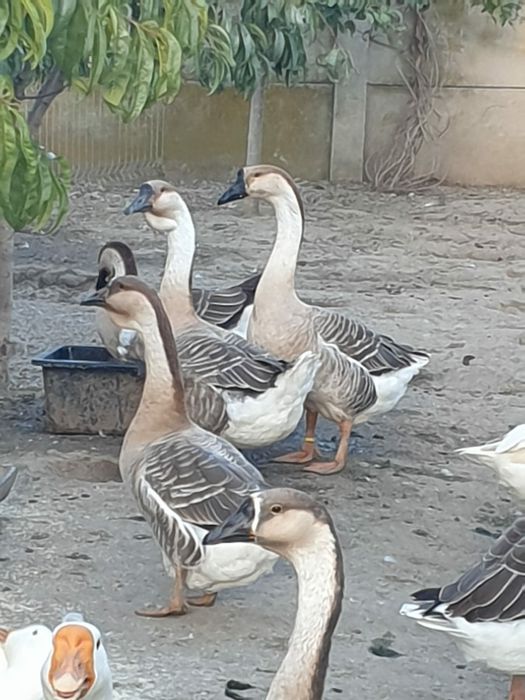 Vând gâște Africane și Chinezești