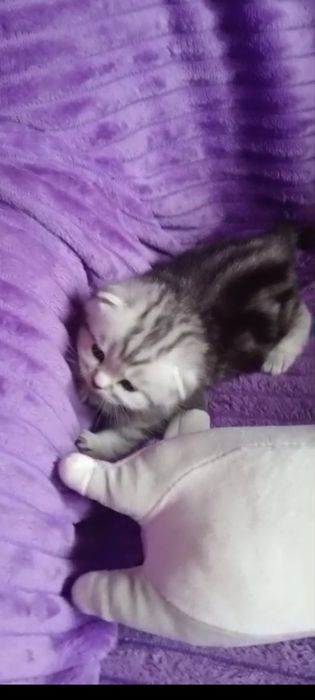 Продам вислоухого шотландского котика.