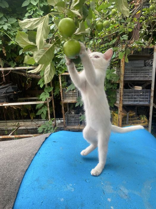 котенок , Город алматы , мальчик !!