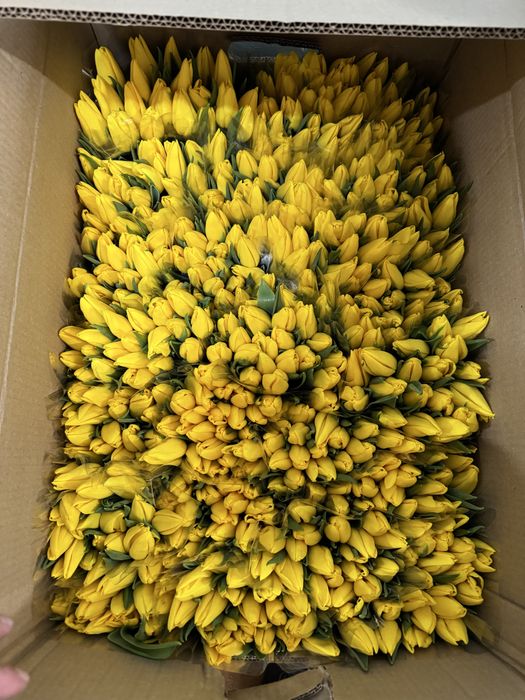 Тюльпаны оптом костанай