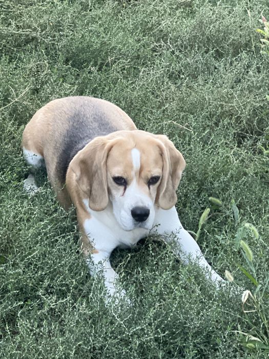 Donam cățeluș Beagle 5 ani cu pedigree – caut familie responsabilă, preferabil curte, păstrăm legătura