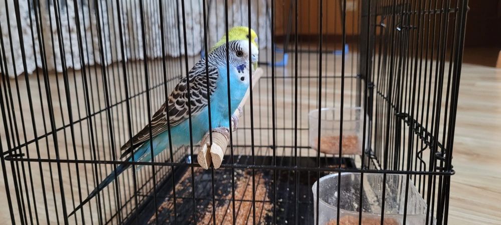 Попугаи одам в хорошие руки