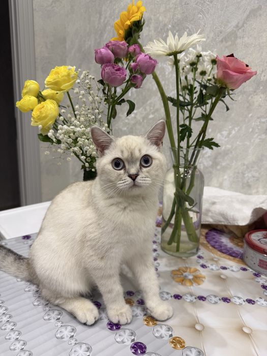 Кошка Скоттиш страйт