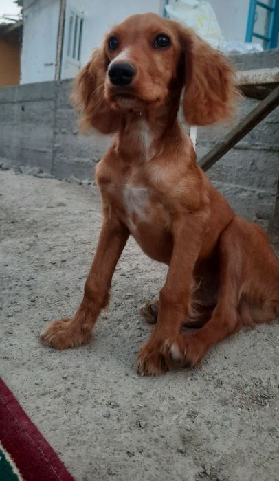 Собака спаниель, 6 месяца