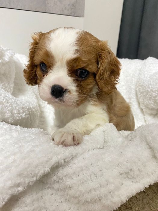 Кавалер Кинг Чарльз Спаниель