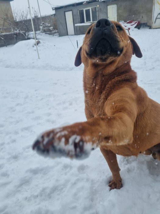 Продам американский шарпеи