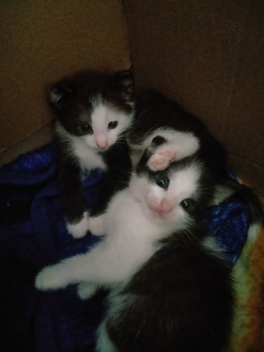 Отдам в хорошие руки кошку