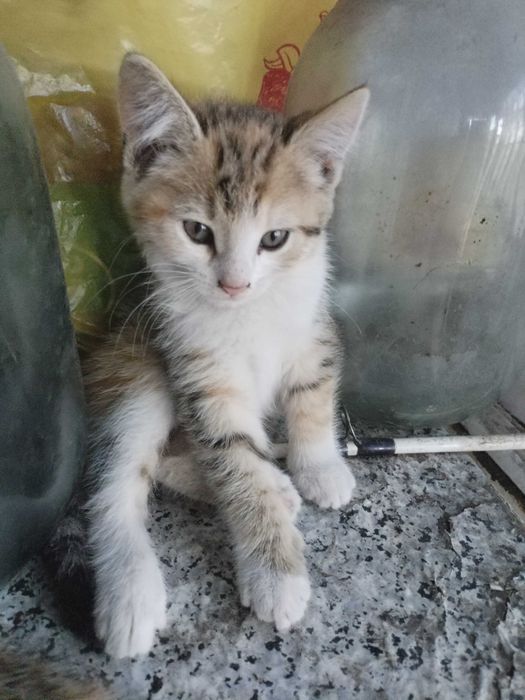 Отдам милых кошечек в хорошие руки