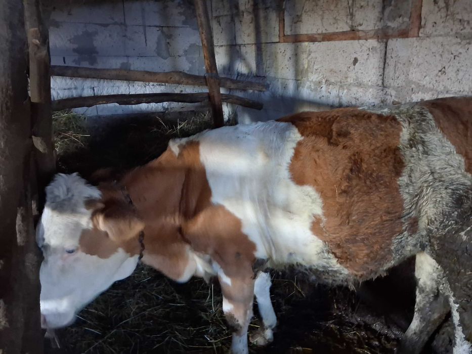 Junica baltata romaneasca de 1 an si 6 luni