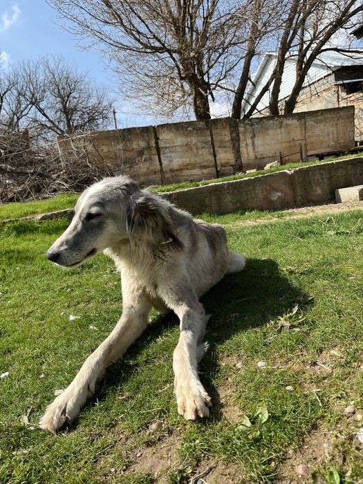 Тазы мощный