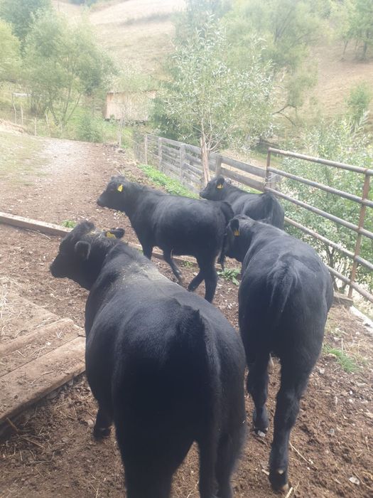 Vitele Angus + 1 tauras