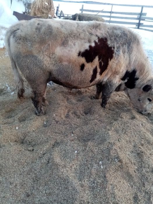 Продам  быка ...