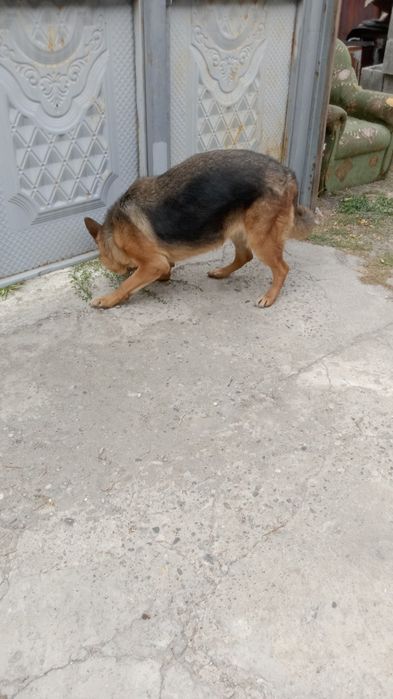 Омен овчарка немецкий породы