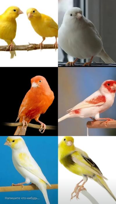 Kanareyka sotiladi nar moda