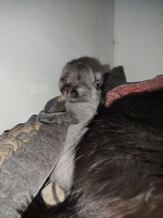 Mushuk bolalari sotiladi