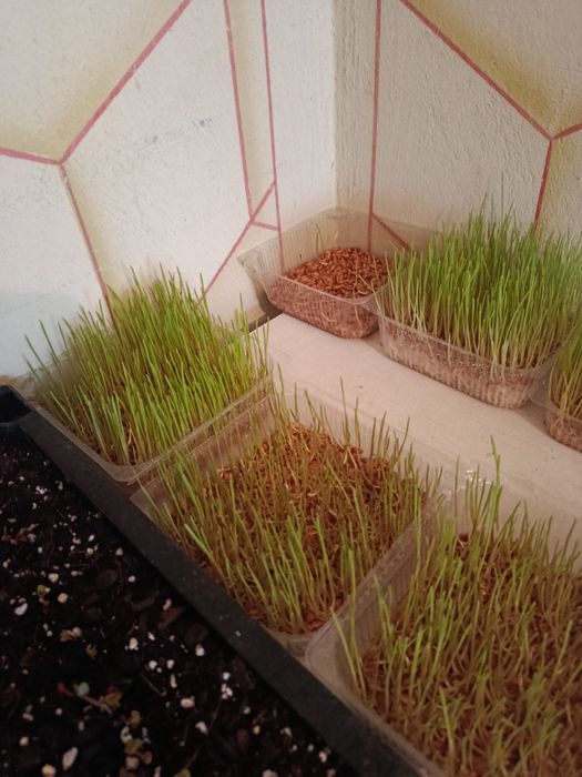 Продам микро зелень