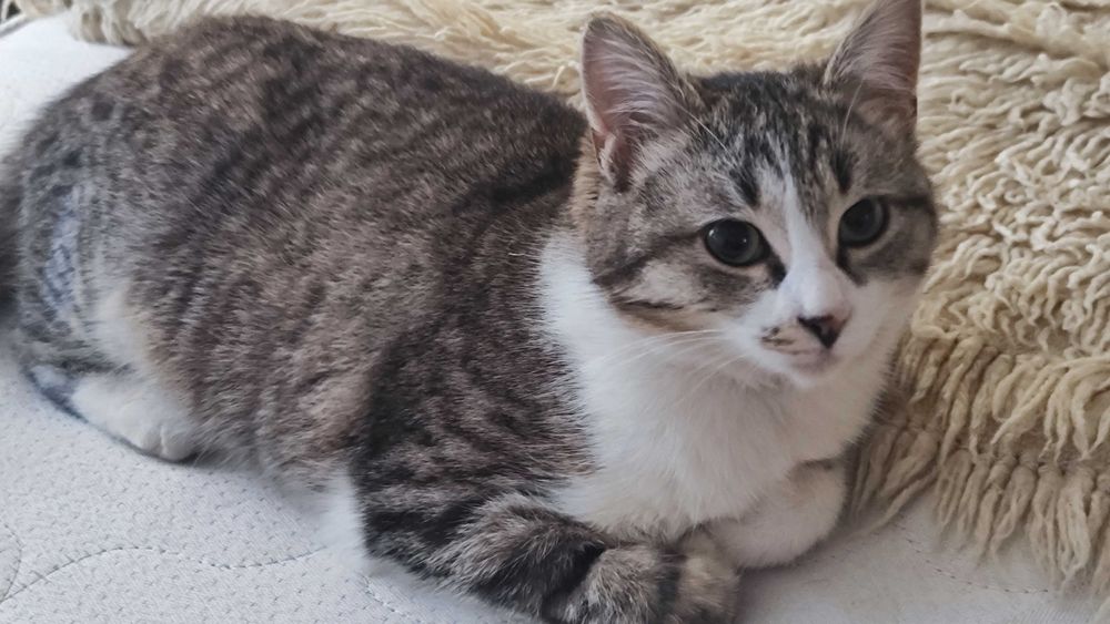 Подарявам котенце