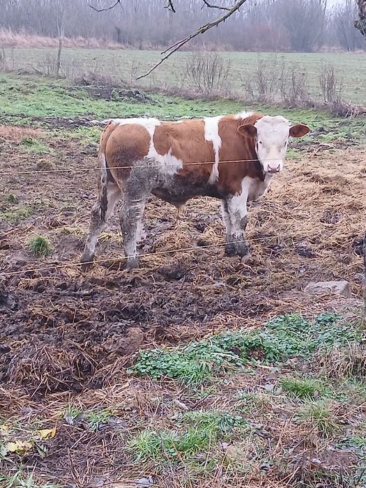 Vind  Tauras 5 luni xxxxxxxxxxxxxxxxxxxxxxxxxxxxxxxxxx