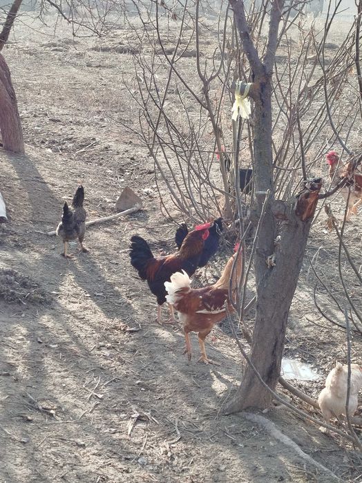 Kurka(Induk) makiyon va tovuq xoʻrozlari sotiladi