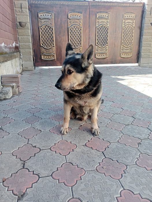 Хороший мальчик ищет дом!