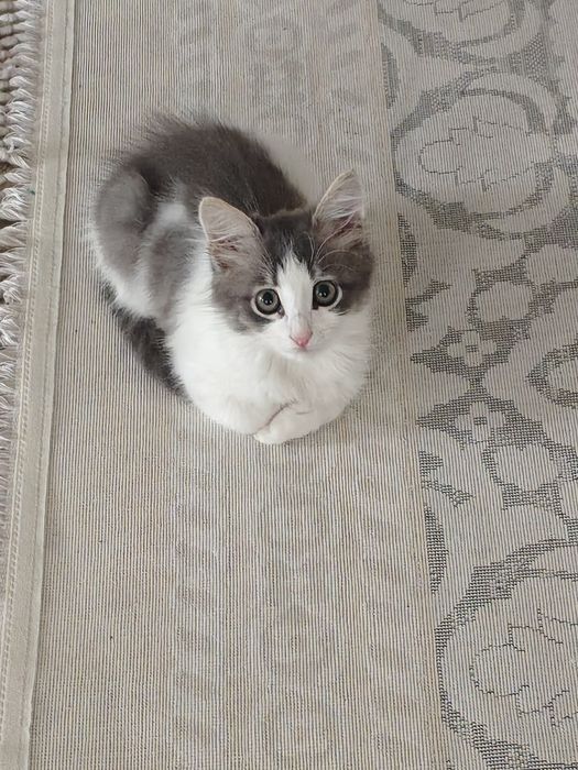Потерялся маленький котенок