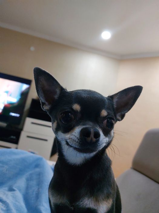 Очаровательный Чихуахуа