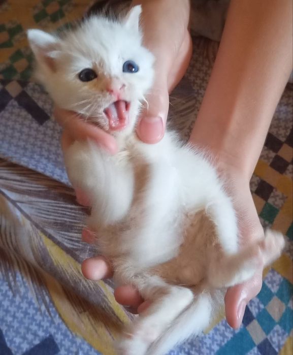 Котик отдаём в хорошие руки.Телеграмма нету