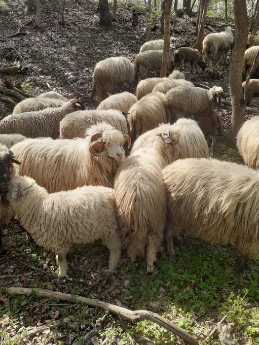 Vând Berbec Tânăr Detalii la Nr de telefon