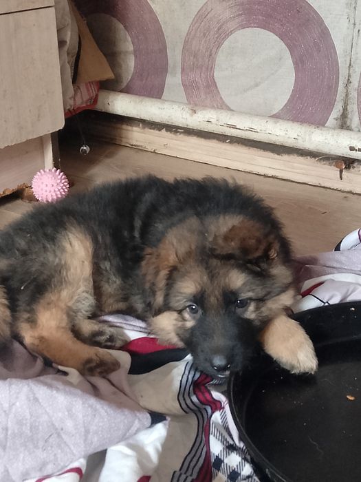 Продам щенков немецкой овчарки