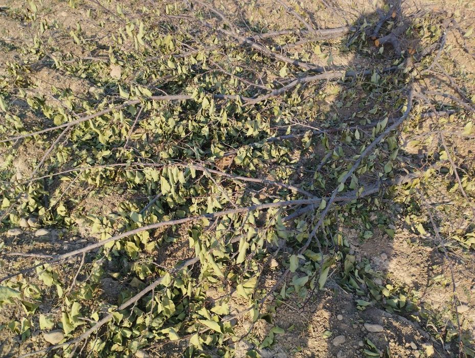 Урик Утин сотилади