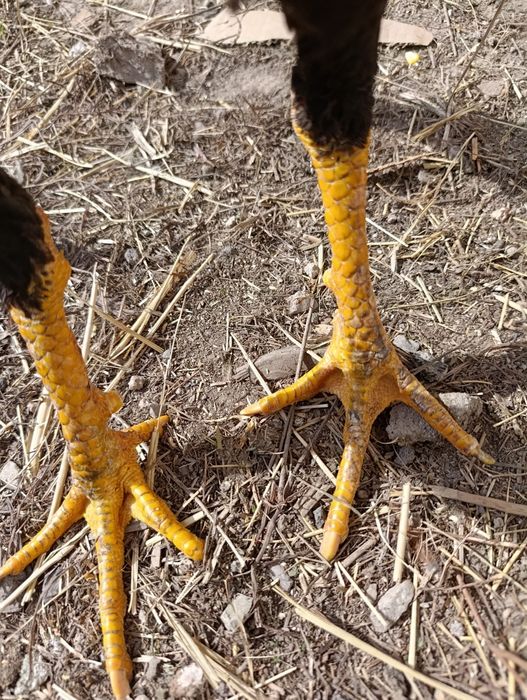 Продам петуха майский