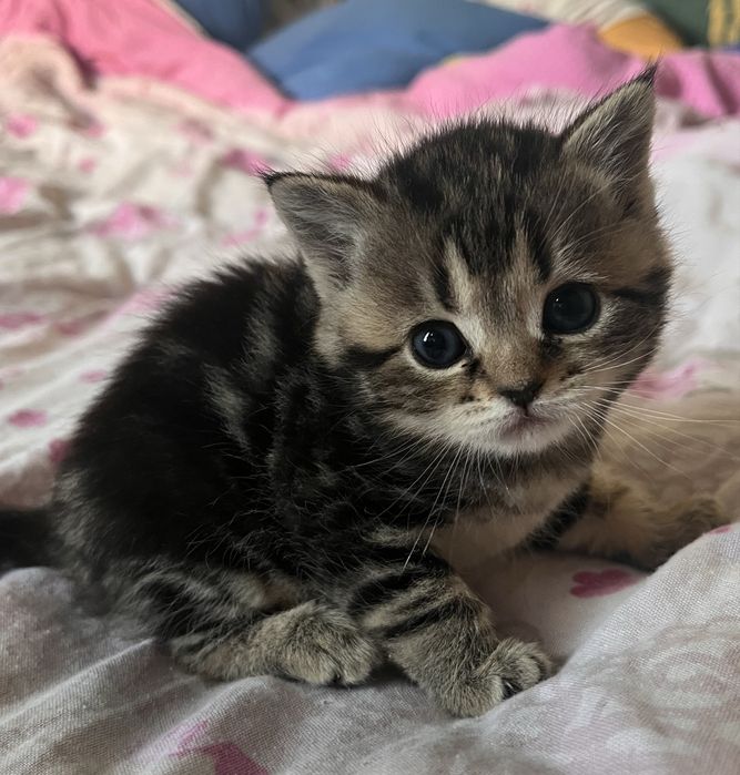 котята ТАББИ британцы метис с РИНГТЕЙЛОМ