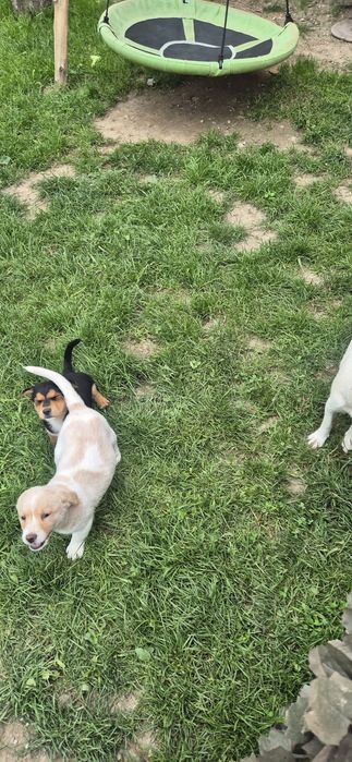 dau spre adopție