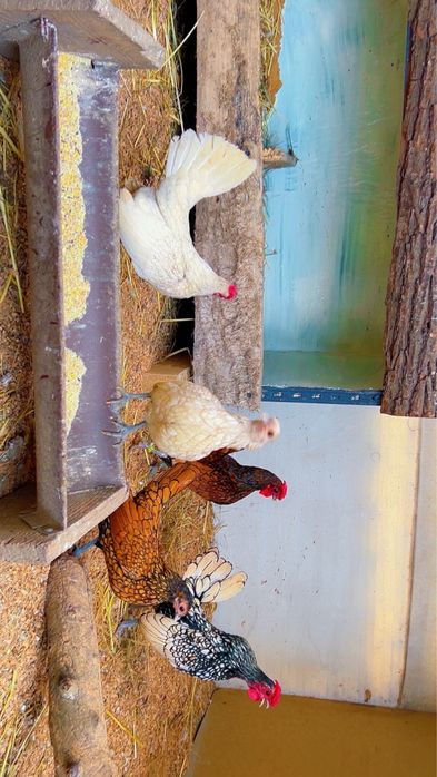 Vand gaini pitice , iepuri , fazani , papagli micul alexandu