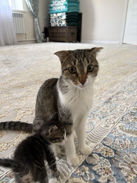 Кошка и 2 котятки(3 месячные)