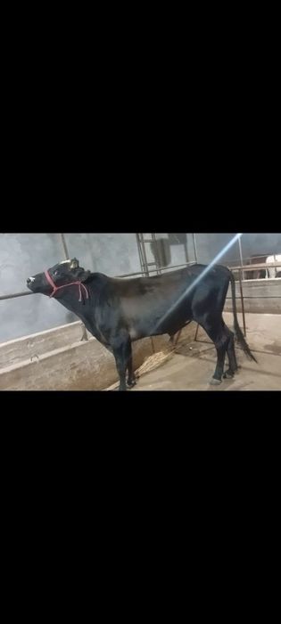 Buqa 2 yosh sotiladi