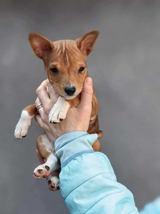 Cățeluș Basenji pentru o pernă moale. Urgent. Nu pentru reproducere!
