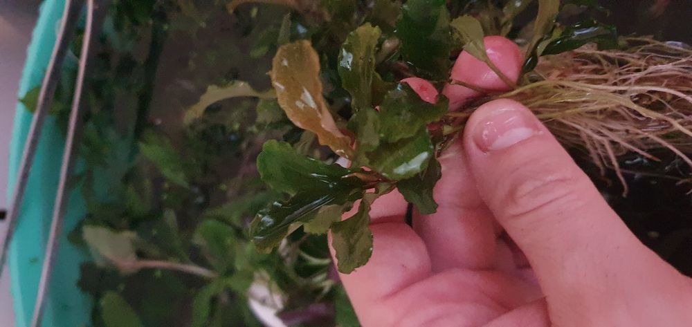 Plante naturale acvariu apa dulce.