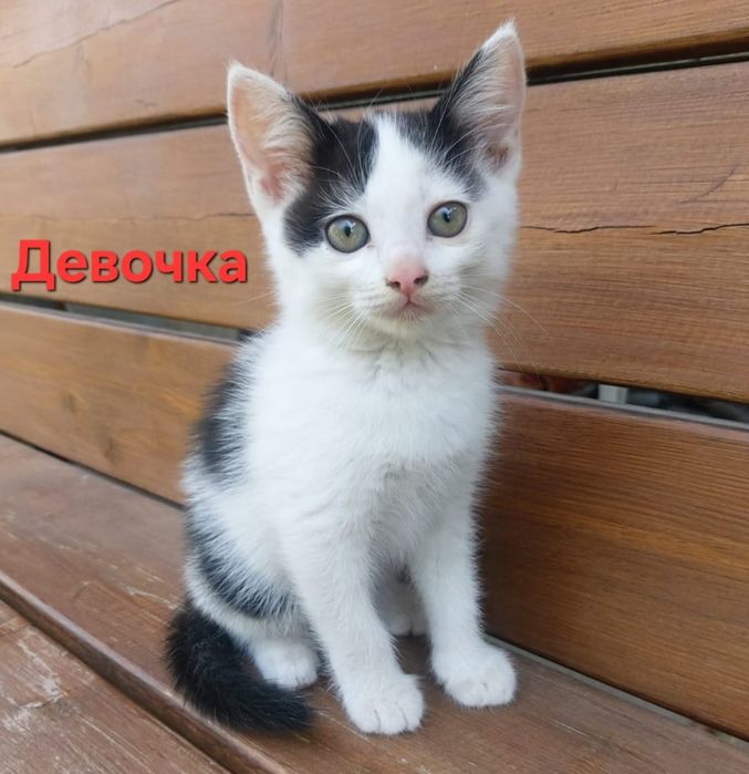 Котята. Котёнок.