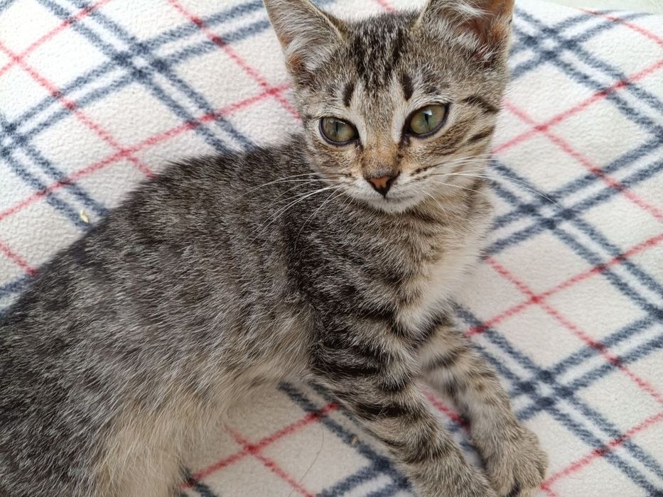 Маленький котенок
