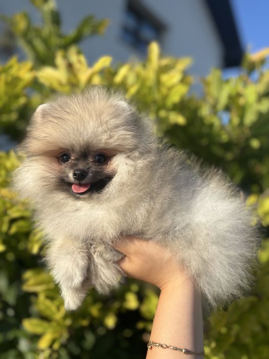 Pomeranian Mini Toy – Față Teddy Bear, Pedigree FCI, Vaccinat, Cipat, Deparazitat și Carnet de Sănătate, canisa acreditata