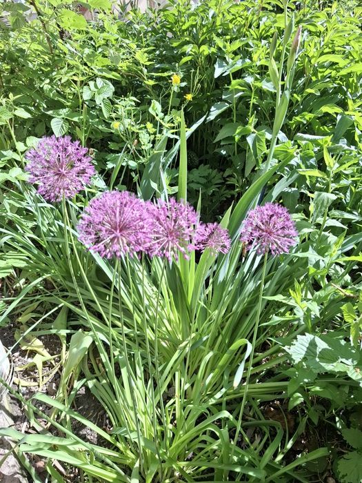 Цветы многолетнии разные