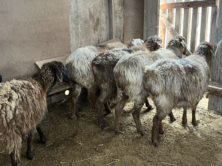 Буаз қой қысыр тоқты қой