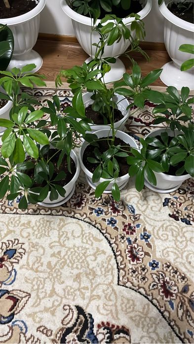 Комнатные растения