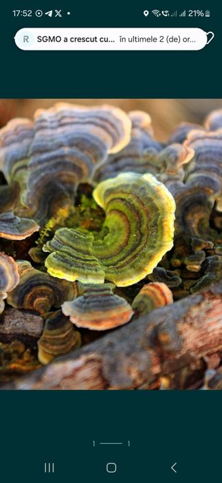 Coada de curcan ciuperca din padure ciuperca medicinala