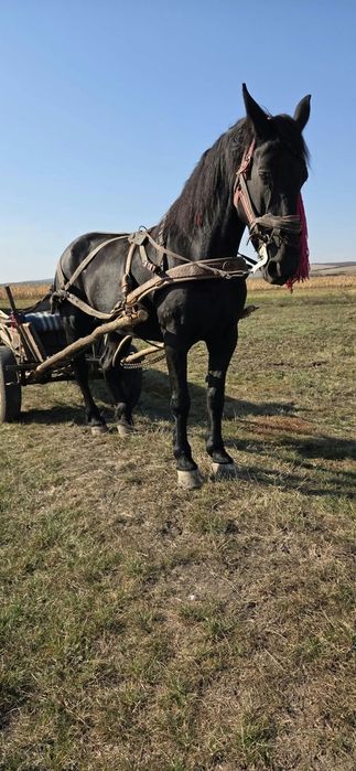 Vând iapă metis de friz